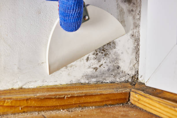 Best Indoor Air Quality Assessment  in Hampton, TN
