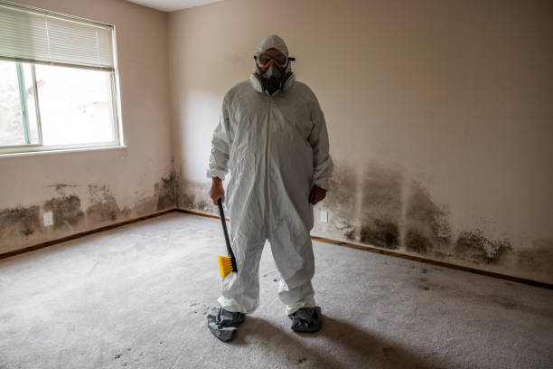 Trusted Hampton, TN Mold Removal Experts
